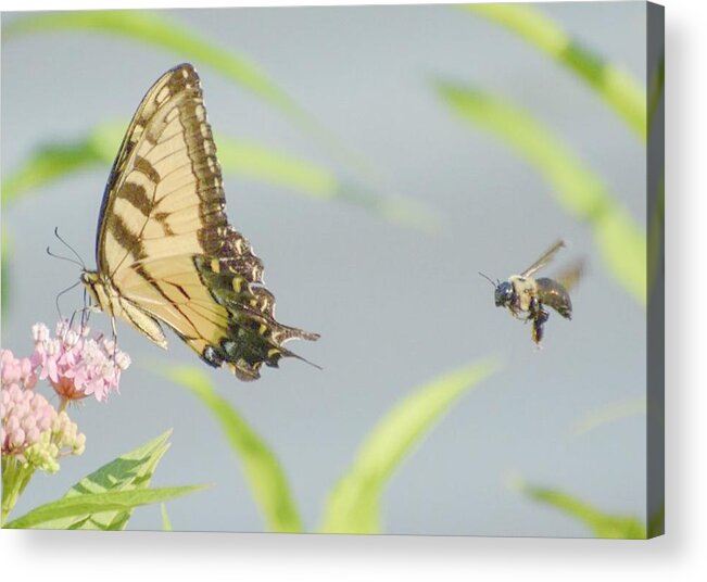 Butterfly Acrylic Print featuring the photograph The Chase by Sumoflam Photography