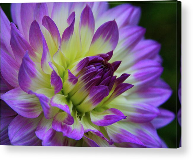 Dahlia Acrylic Print featuring the photograph 695 Dahlia by Kevin Schwalbe