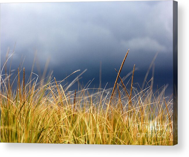 Dune Acrylic Print featuring the photograph The tall grass waves in the wind by Dana DiPasquale