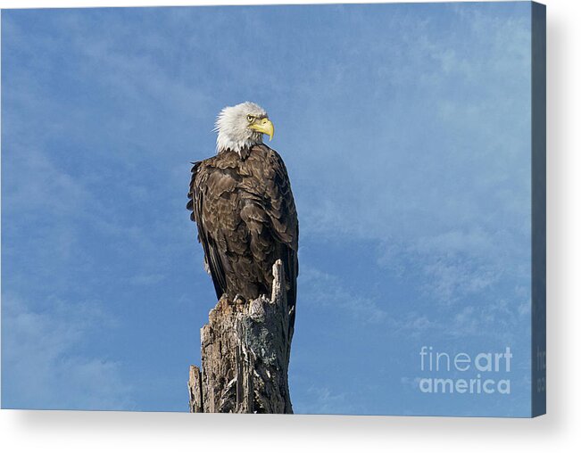 Eagle Acrylic Print featuring the photograph The Eye Of Freedom by Craig Leaper