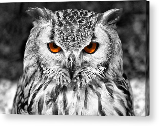 Bengal Owl Acrylic Print featuring the photograph The Eyes have it by Chris Thaxter