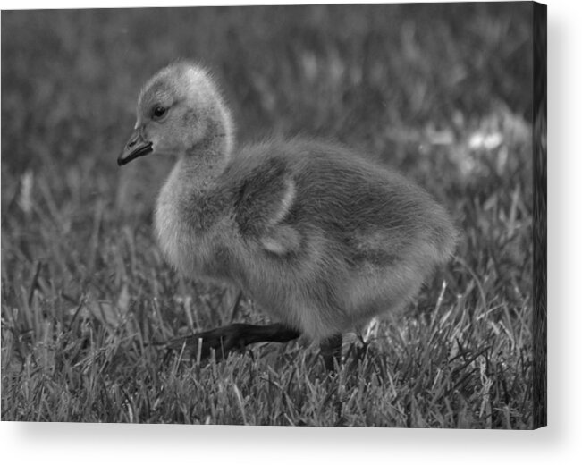 Gosling Acrylic Print featuring the photograph The First Step B n W by Richard Andrews