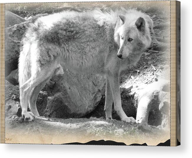 The Gray Wolf Acrylic Print featuring the photograph The Gray Wolf by Debra   Vatalaro