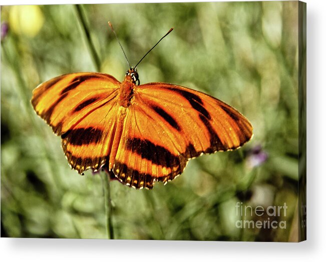 Butterfly Acrylic Print featuring the photograph The Heliconian Butterfly by Robert Bales