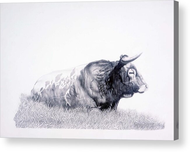 Longhorn Acrylic Print featuring the drawing The Herdmaster by Howard Dubois