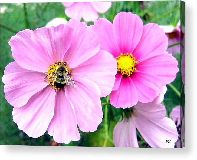 Bee Acrylic Print featuring the photograph The Honeymaker by Will Borden