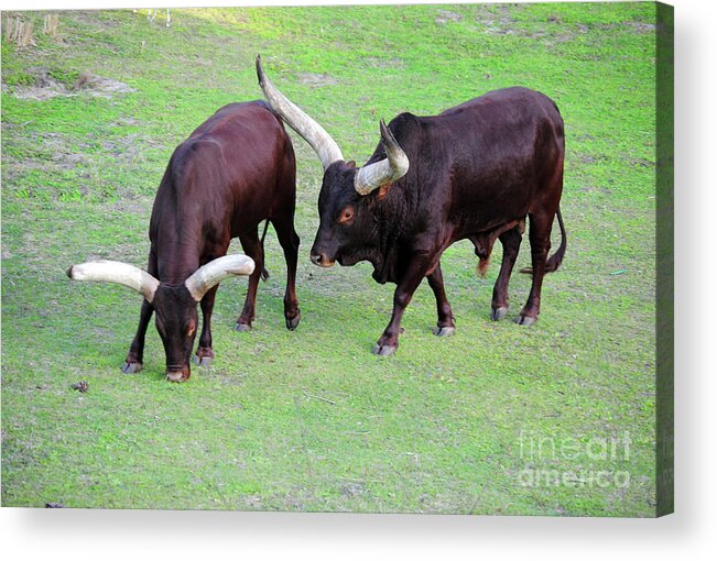 Cow Acrylic Print featuring the photograph The Horns by Jost Houk