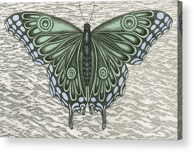 Butterfly Acrylic Print featuring the drawing The Intro-Spector by Charles Harden