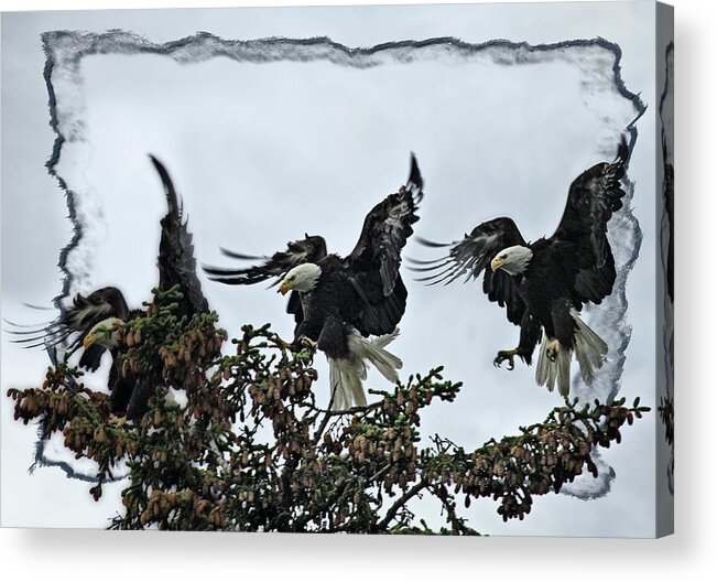 Eagle Acrylic Print featuring the photograph The Landing by Tiana McVay