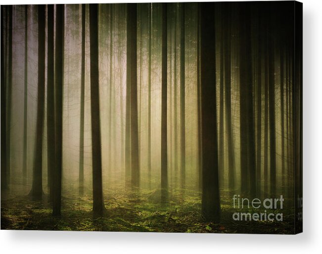 Nature Acrylic Print featuring the photograph The Light in the Woods by David Lichtneker
