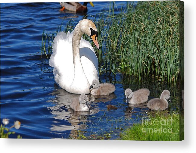 Swans Acrylic Print featuring the photograph The Lovely Mrs Swan and Family by Doug Thwaites