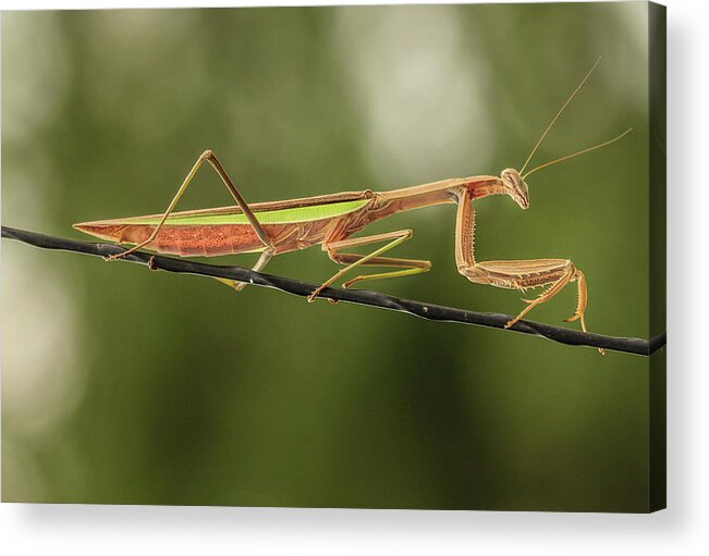 Insect Acrylic Print featuring the photograph The Praying Mantis and the Antenna by Joni Eskridge