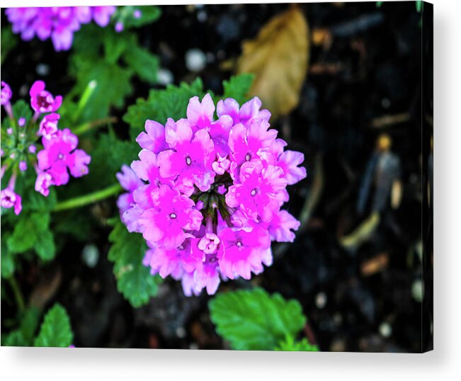 Purple Color Acrylic Print featuring the photograph The Purple Flower by Britten Adams