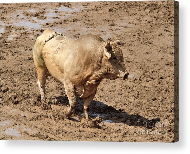 Bull Acrylic Print featuring the photograph The rodeo bull by Louise Heusinkveld