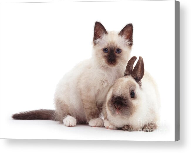 Netherland Dwarf Acrylic Print featuring the photograph The Twins by Warren Photographic
