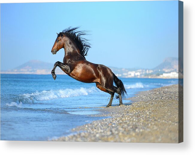 Russian Artists New Wave Acrylic Print featuring the photograph The Wave. Andalusian Horse by Ekaterina Druz