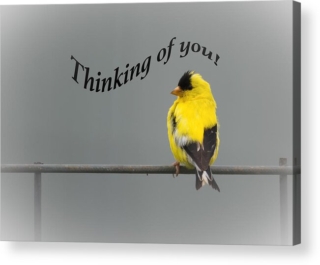 Thinking Of You Acrylic Print featuring the photograph Thinking of you - American Goldfinch by Holden The Moment