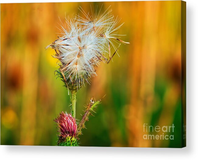 Bloom Acrylic Print featuring the photograph Thistle seeds by Les Palenik