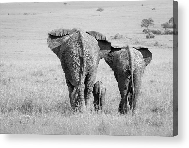 Bw Acrylic Print featuring the photograph Three Butts! by Ali Khataw