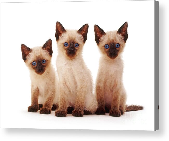 White Background Acrylic Print featuring the photograph Three Siamese Kittens by Jane Burton