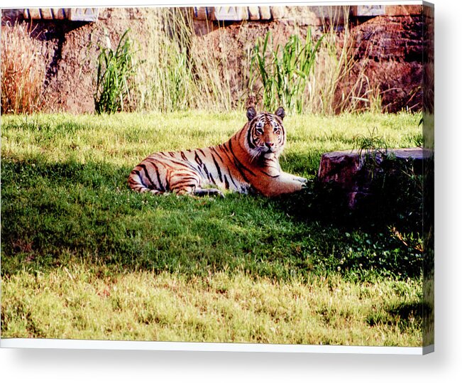 Wildlife Acrylic Print featuring the photograph Tiger At Rest by Rick Redman