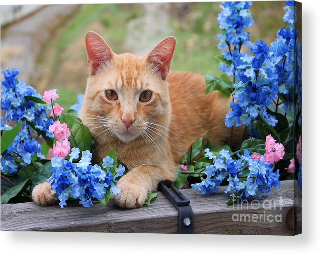 Calico Acrylic Print featuring the photograph Tiger in the Flowers by Lena Auxier