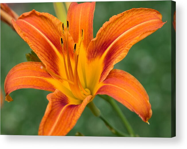 Daylily Acrylic Print featuring the photograph Daylily by Holden The Moment