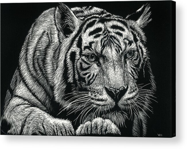 Tiger Acrylic Print featuring the drawing Tiger Pause by William Underwood