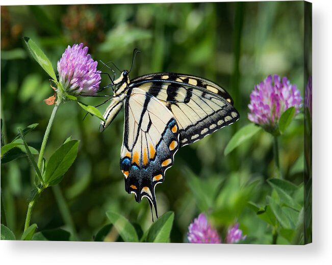 Tiger Swallowtail Butterfly Acrylic Print featuring the photograph Tiger Swallowtail Butterfly by Holden The Moment
