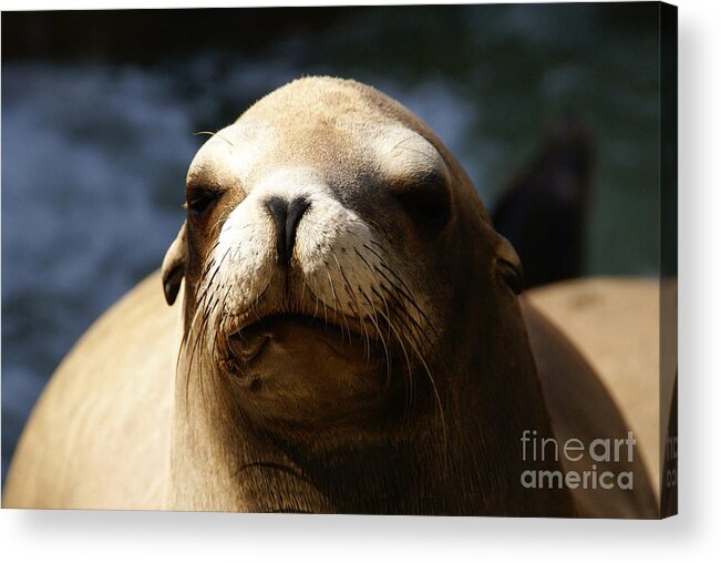 Eared Seal Acrylic Print featuring the photograph To Bask in Royal Sun by Linda Shafer