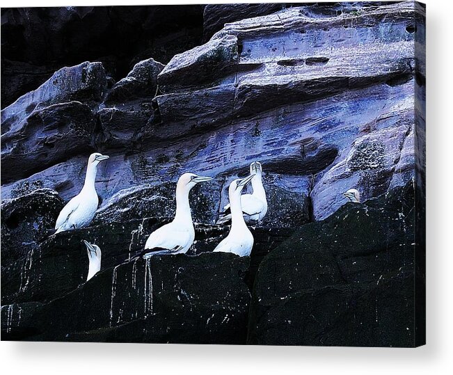 Birds Acrylic Print featuring the photograph Togetherness by HweeYen Ong