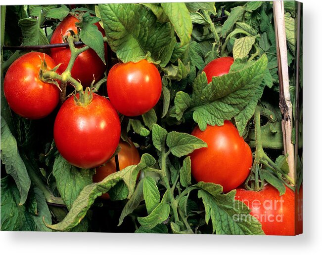 Tomato Acrylic Print featuring the photograph Tomatoes by Inga Spence