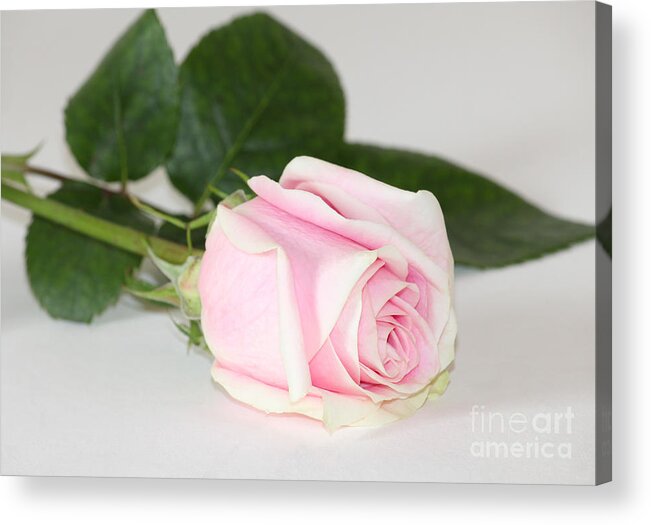Rose Acrylic Print featuring the photograph Touch of Love by Anita Oakley