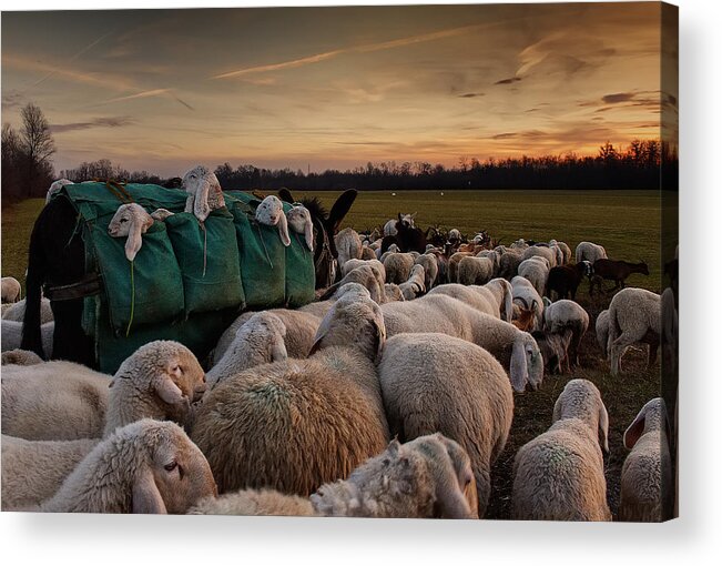 Sheep Acrylic Print featuring the photograph Toward New Grasslands by Aida Ianeva