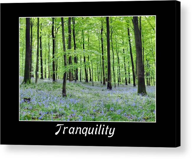 Tranquility Acrylic Print featuring the photograph Tranquility - Bluebells in Woods by Geraldine Alexander
