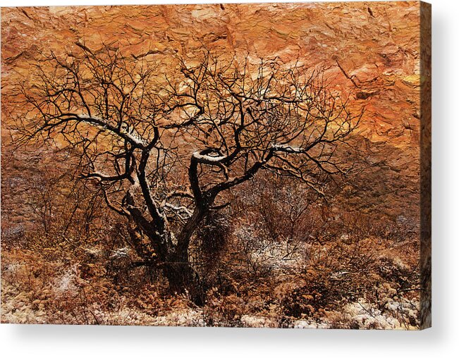 Trees Acrylic Print featuring the photograph Tree in Winter by Barbara Manis