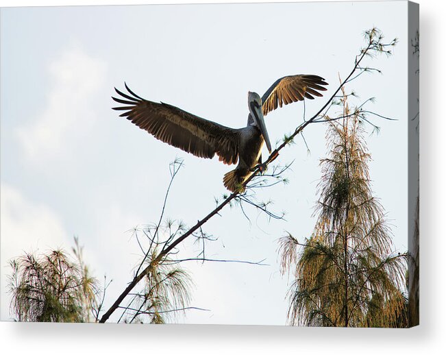Cozumel Acrylic Print featuring the photograph Tree Landing by David Buhler