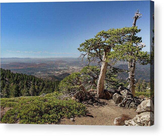 Socal Acrylic Print featuring the photograph Tree With a View by Ed Clark