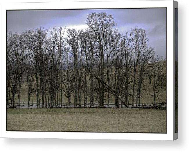  Acrylic Print featuring the photograph Trees in Winter by R Thomas Berner