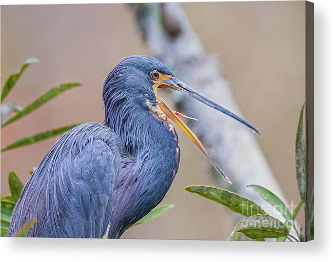 Nature Acrylic Print featuring the photograph Tricolored Heron Yawning UP CLOSE by DB Hayes