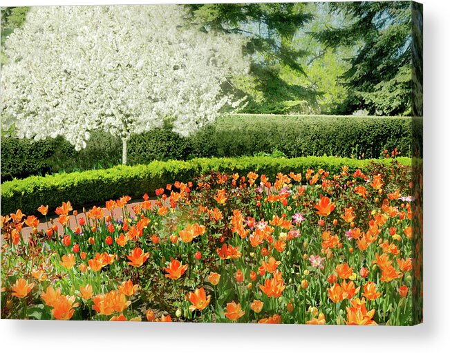 Nybg Acrylic Print featuring the photograph Tulip Cafe by Diana Angstadt