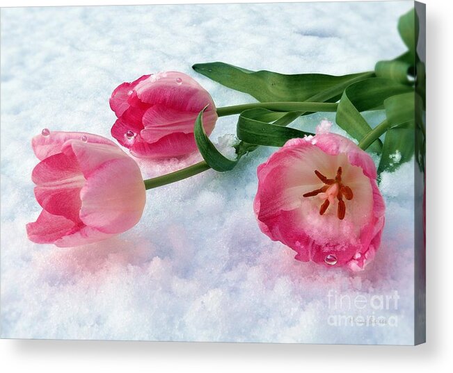 Tulips Acrylic Print featuring the pyrography Tulips in Snow by Morag Bates