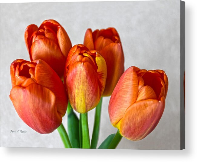 Tulips Acrylic Print featuring the photograph Tulips Showing Off by Sandi OReilly