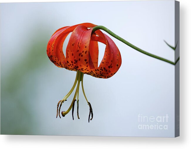Tucker County Acrylic Print featuring the photograph Turk's Cap Lily by Randy Bodkins