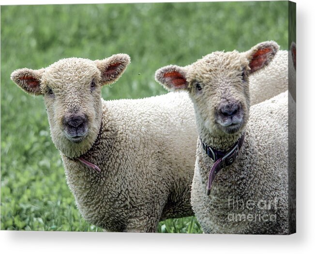 Lambs Acrylic Print featuring the photograph Two Curious Lambs by John Greco