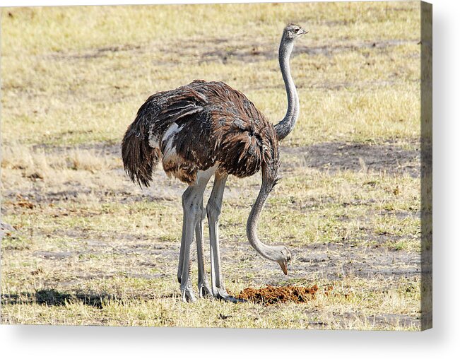 Ostrich Acrylic Print featuring the photograph Two-Headed Ostrich by Ted Keller