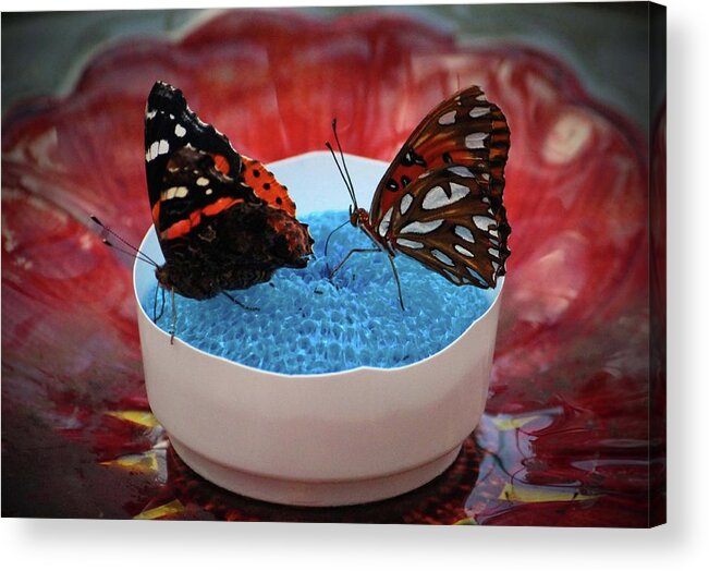 Butterfly Acrylic Print featuring the photograph Two Lovely Butterflies by Cynthia Guinn