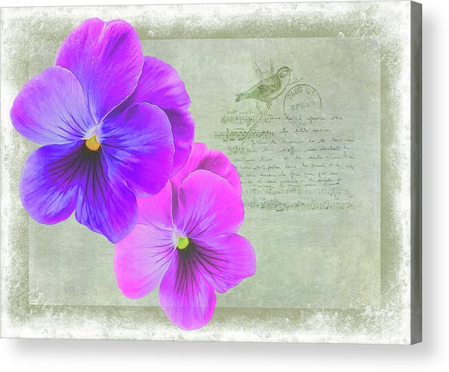 Pink Acrylic Print featuring the photograph Two Pansies by Cathy Kovarik
