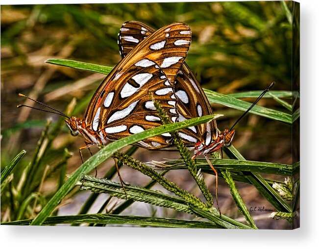 Photograph Acrylic Print featuring the photograph Two To Tango by Christopher Holmes