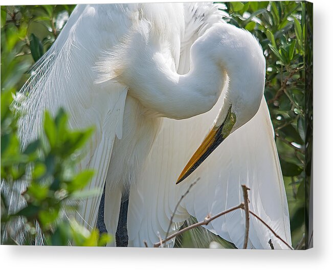 Wildlife Acrylic Print featuring the photograph Ultimate Grace by Kenneth Albin